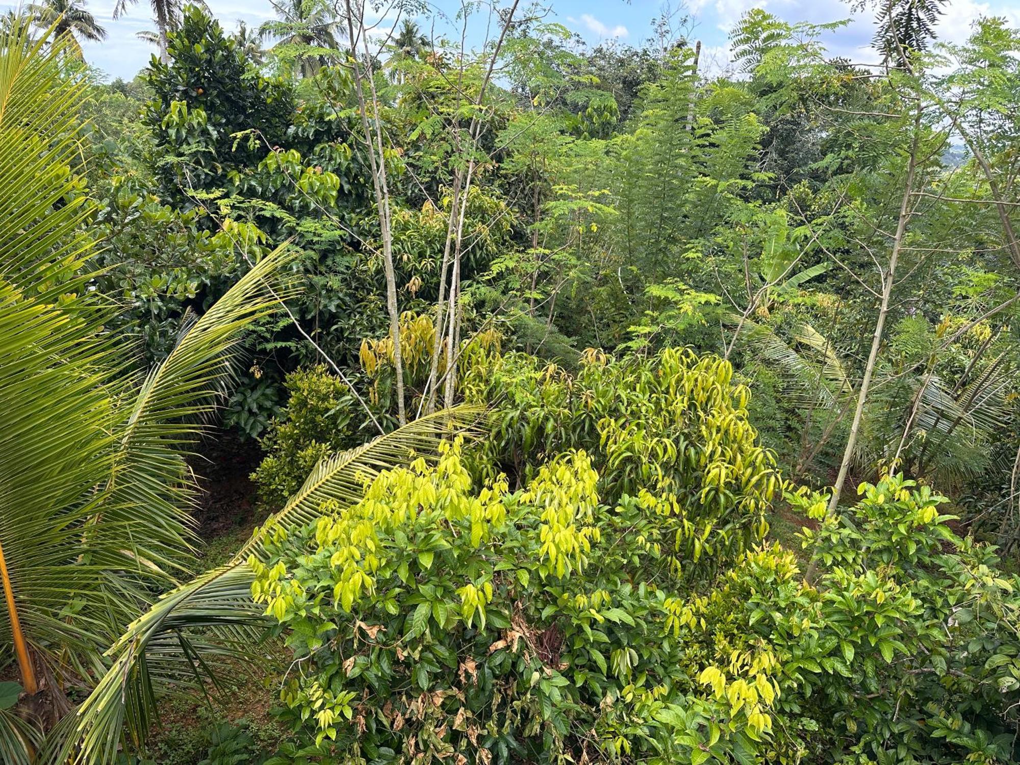 Kattil Farm Stay Varkala Thiruvananthapuram Exterior photo