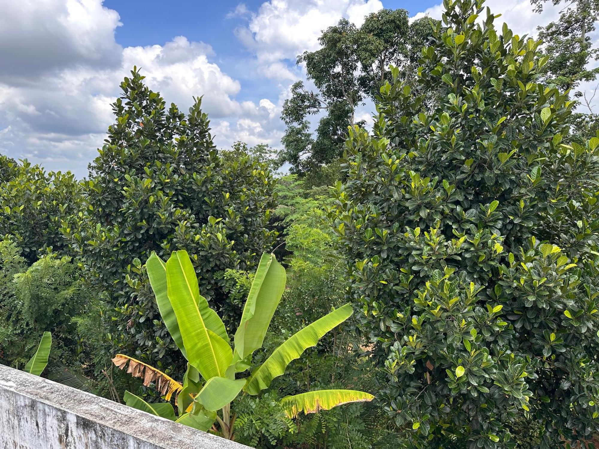 Kattil Farm Stay Varkala Thiruvananthapuram Exterior photo